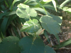 Abutilon sonneratianum
