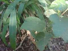 Abutilon sonneratianum