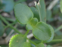 Crassula spathulata