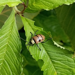 Meristata spilota