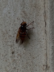 Volucella inanis