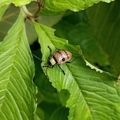 Meristata spilota