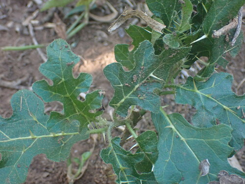 Solanum undatum iNat (2)