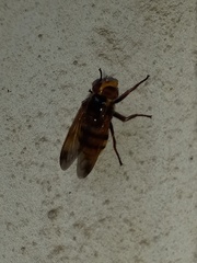 Volucella inanis