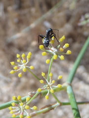 Camponotus micans