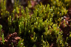 Eccremidium pulchellum