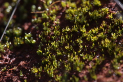 Eccremidium pulchellum