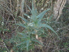 Aloe africana