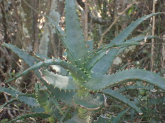 Aloe africana