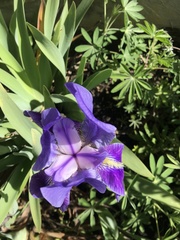 Iris