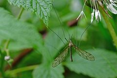 Tipula varipennis