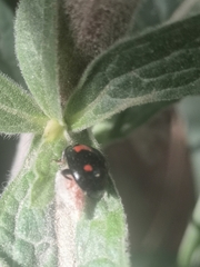 Dinocampus coccinellae