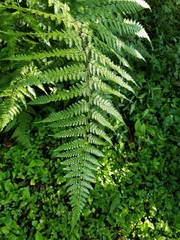 Dennstaedtia bipinnata