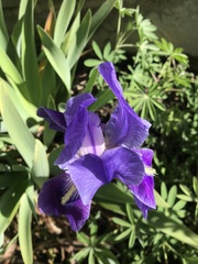 Iris