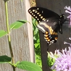 Papilio polyxenes