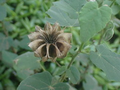 Abutilon sonneratianum