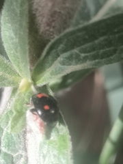 Dinocampus coccinellae
