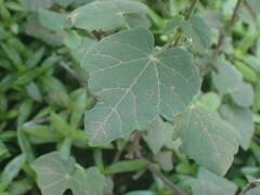 Abutilon sonneratianum