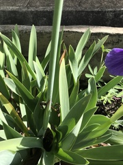 Iris