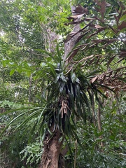 Billbergia pyramidalis