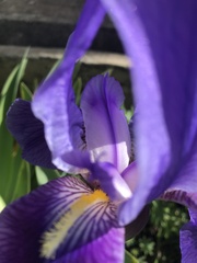 Iris