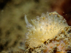 Doris ocelligera