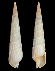 Myurella conspersa