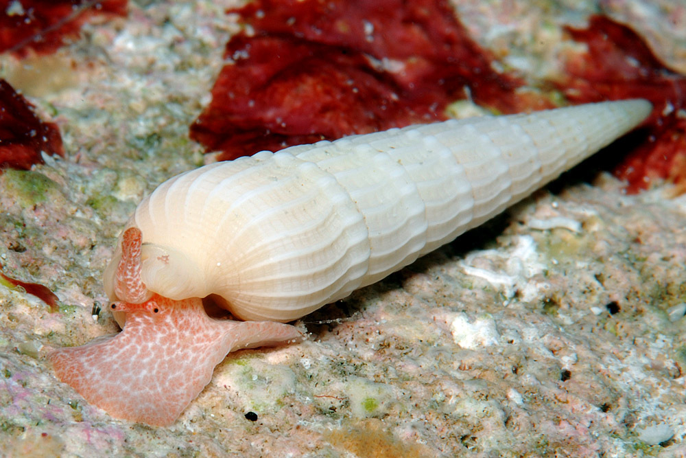 Terebrinae