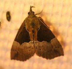 Hypena bijugalis