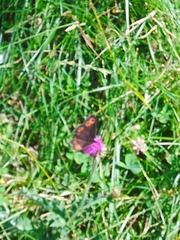 Erebia ligea