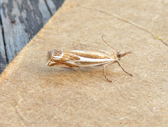 Crambus bidens