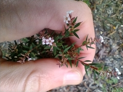 Leucopogon collinus