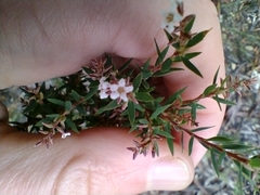 Leucopogon collinus