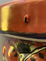 Disonycha discoidea