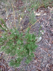 Leucopogon collinus
