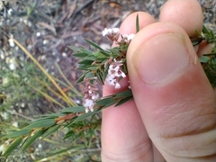 Leucopogon collinus