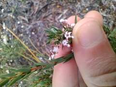 Leucopogon collinus