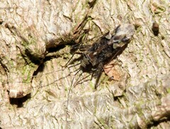 Phytocoris tiliae