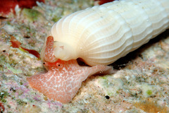 Myurella conspersa