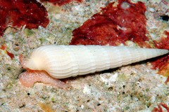 Myurella conspersa