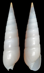 Myurella eburnea