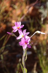 Schoenia