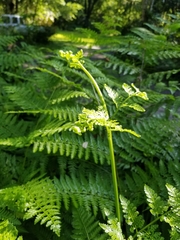 Dennstaedtia bipinnata