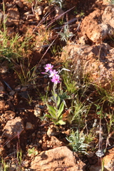 Schoenia