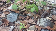 Thamnophis chrysocephalus