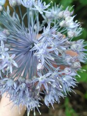 Allium caeruleum