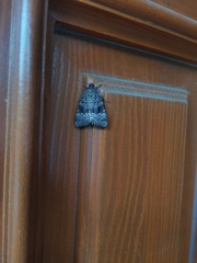 Amphipyra pyramidea