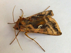 Autographa jota