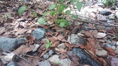 Thamnophis chrysocephalus