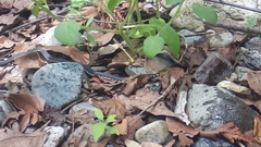 Thamnophis chrysocephalus